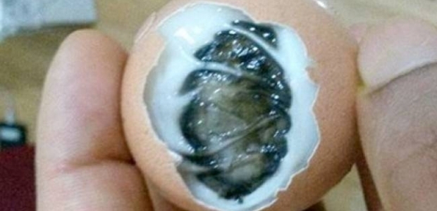 Yumurtanın içinden çıkana o bile inanamadı!