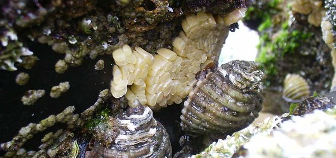 Yumurtası kansere çare oluyor