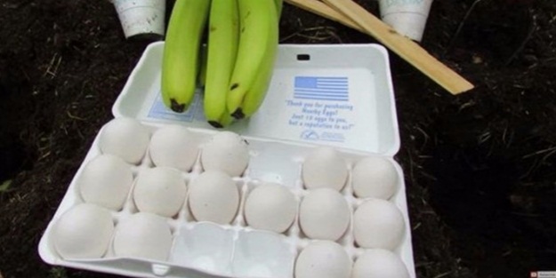 Yumurtayı bir saksının içine koyarsanız...