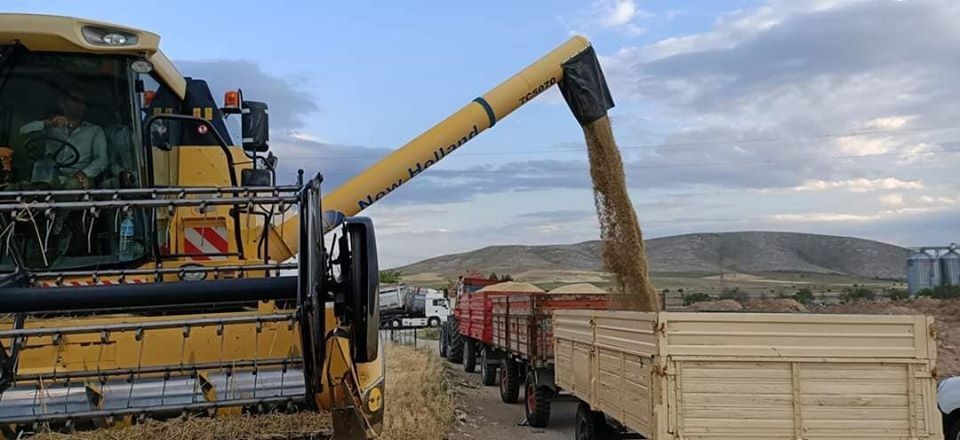 Yunak’da arpa hasadı başladı 