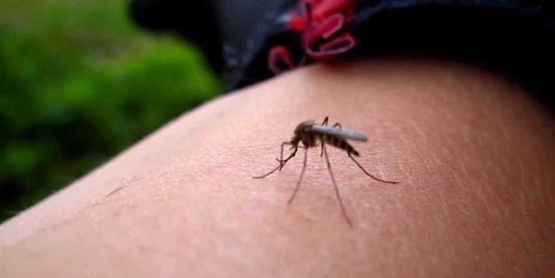Yunanistan alarm verdi, Türkiye için sivrisinek uyarısı geldi! Eğer ısırıldıysanız bunu yapın