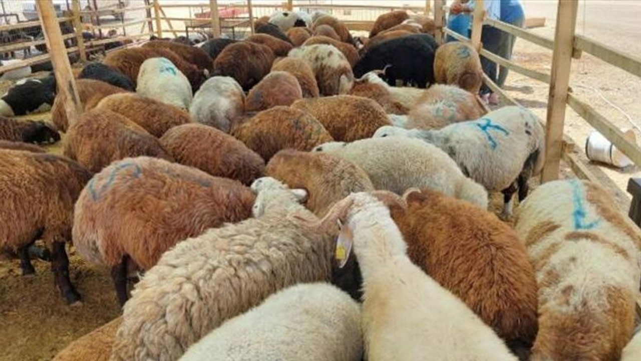 Yunanistan bahane mi üretiyor! Batı Trakya'da şimdi de kurban pazarı yasağı