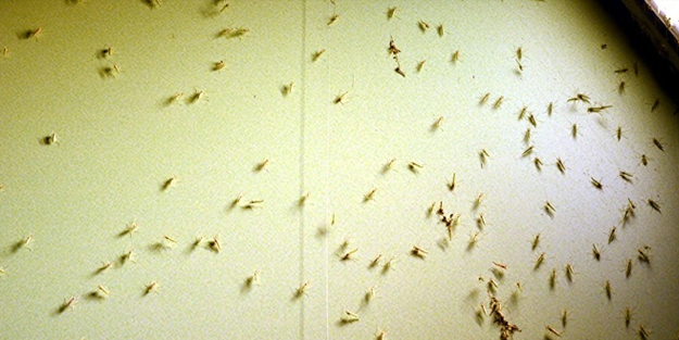 Yunanistan'da alarm durumuna geçildi!