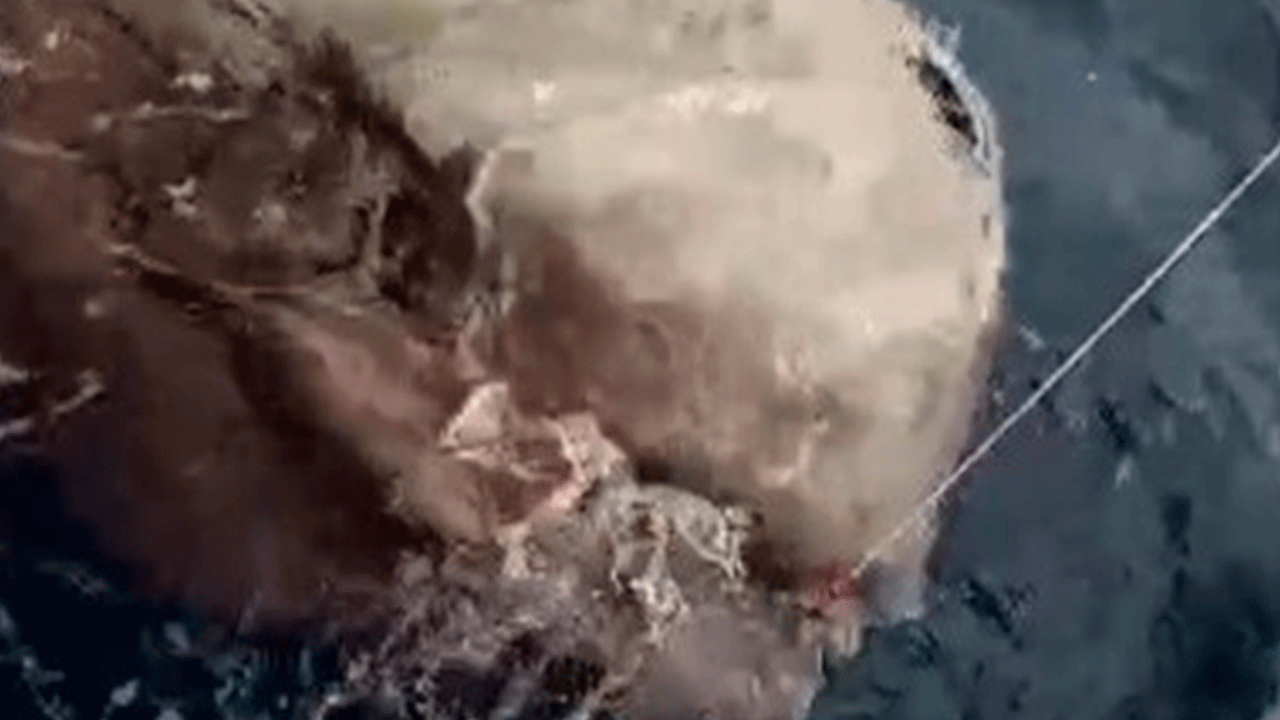 Yunanlara kafa tuttu, 1 tonluk balık yakaladı!