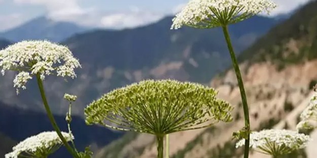 Yunanlıların efsane bitkisinin faydaları! Tavşancıl otuna dokunan yanıyor: Bunu görenler hayrete düştü!
