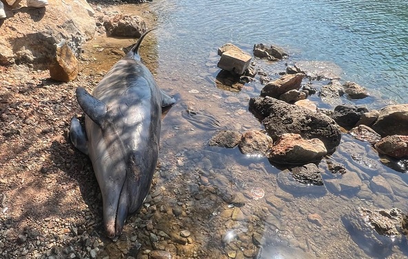 Yunus balığı karaya böyle vurdu