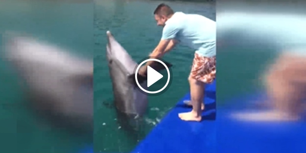 Yunus balığı tulumun sesini duyunca bakın ne yaptı!