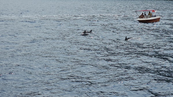 Yunus sürüsü teknelerle böyle yarıştı