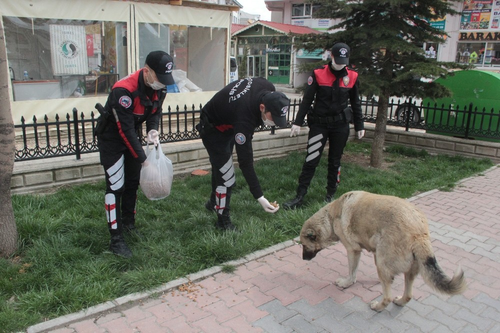 Yunus timleri sokak hayvanlarını da unutmadı 