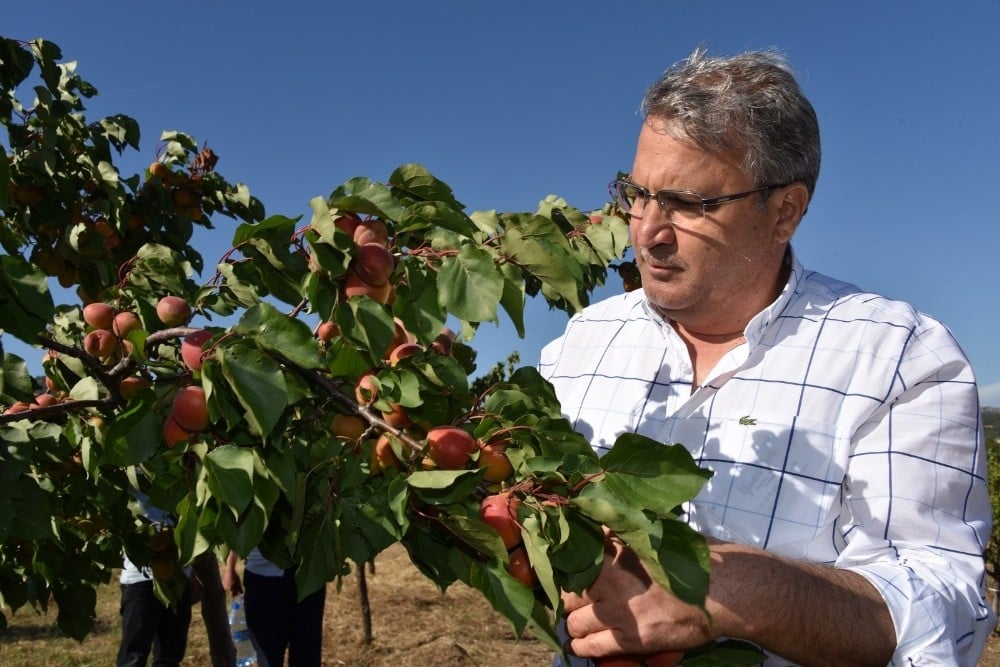 Yunusemre Belediyesi Yuntdağı’nda meyveciliği geliştirecek 