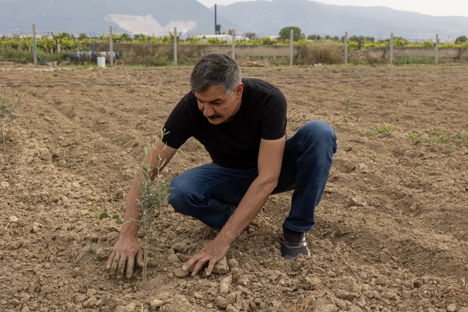Yunusemre’de fidan seferberliği sürüyor! Dağıtılan fidanlar tek tek dikiliyor