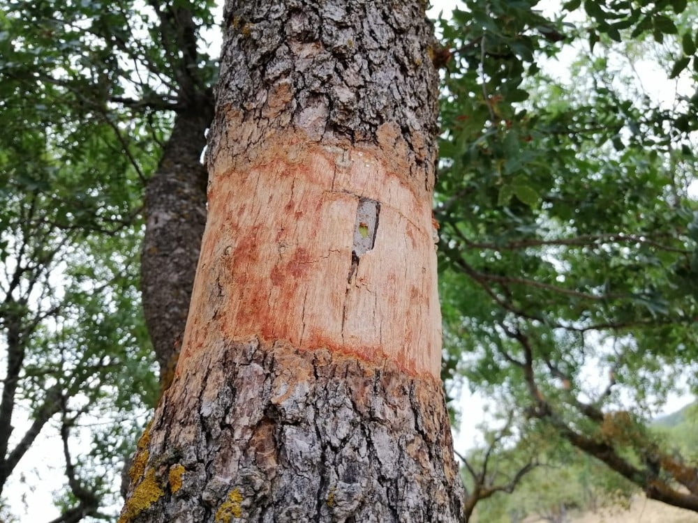 Yunusemre’de yabani zeytin ve menengiç ağaçları aşılandı 