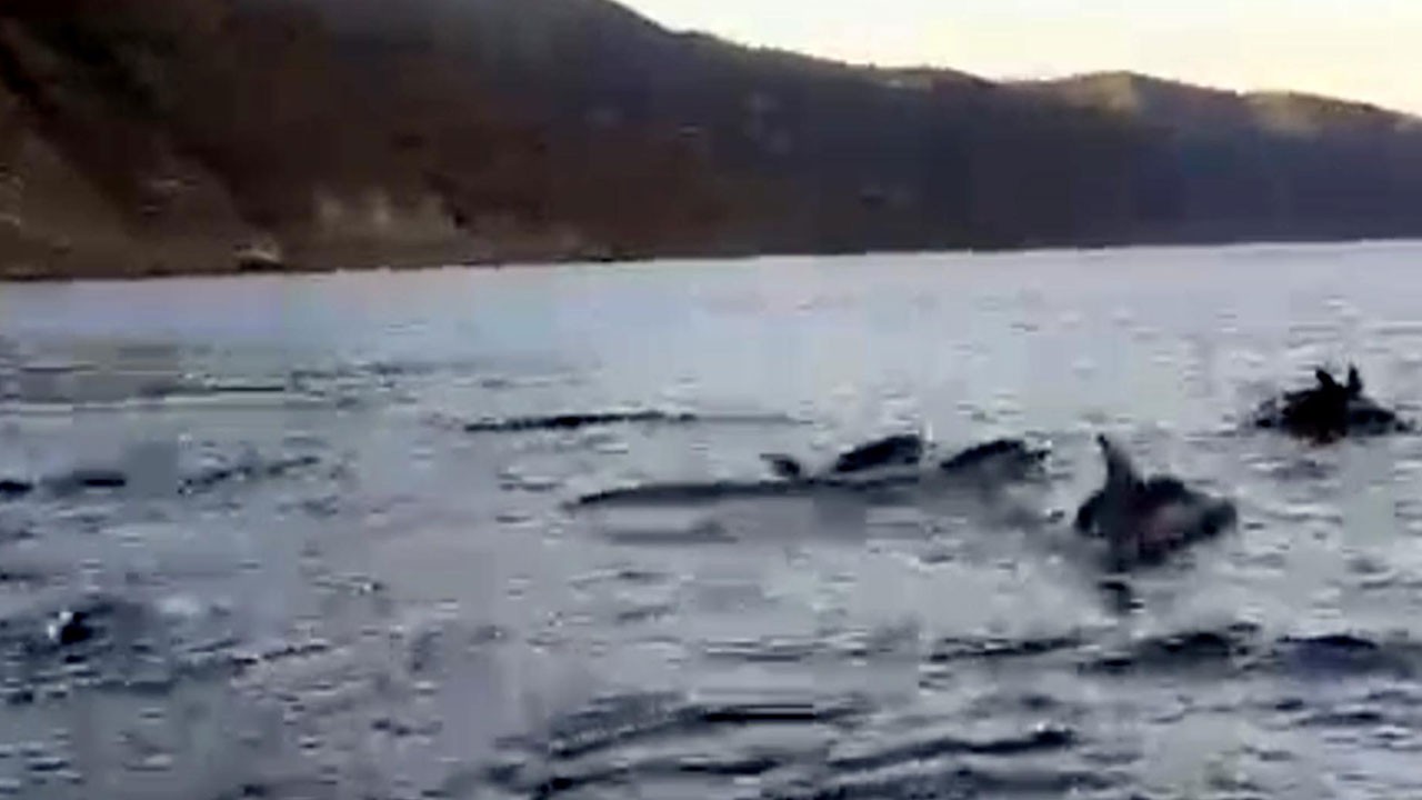 Yunuslar balıkçı teknesine böyle eşlik etti