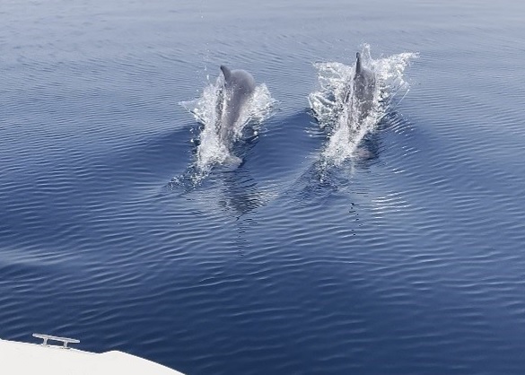 Yunuslar, balıkçı teknesiyle böyle yarıştı
