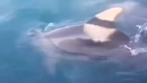 Yunuslar Beykoz'da kameralara yakalandı