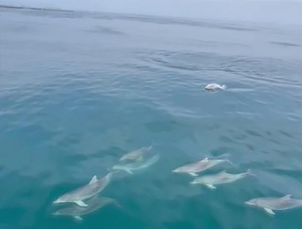 Yunuslar dans şov yaptı