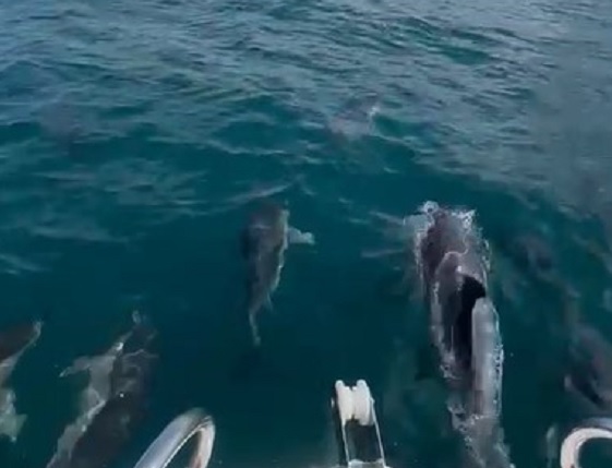 Yunuslar tekneyle böyle yarıştı