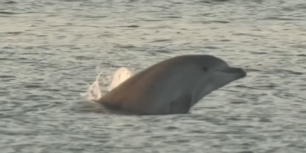 Yunuslar İstanbul Boğazı'nda