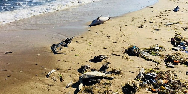 Yunuslar Sinop sahiline vurdu