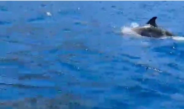 Yunuslar teknelerle böyle yarıştı