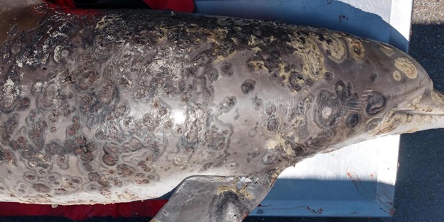 Yunusları mahveden hastalığın nedeni belli oldu