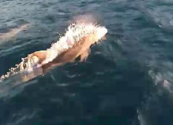 Yunusların balıkçı teknesiyle yarışı görüntülendi