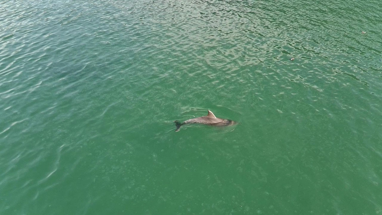Yunusların dansı drona yansıdı