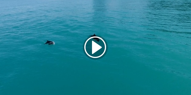 Yunusların dansı drone ile görüntülendi