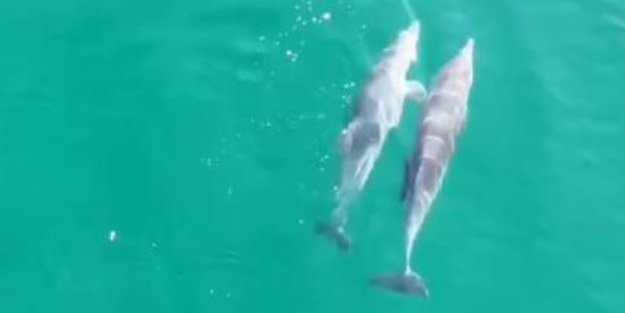 Yunusların görsel şöleni dronla görüntülendi