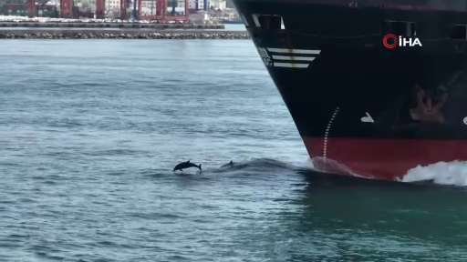 Yunusların İstanbul Boğazı’ndaki şovu büyüledi!