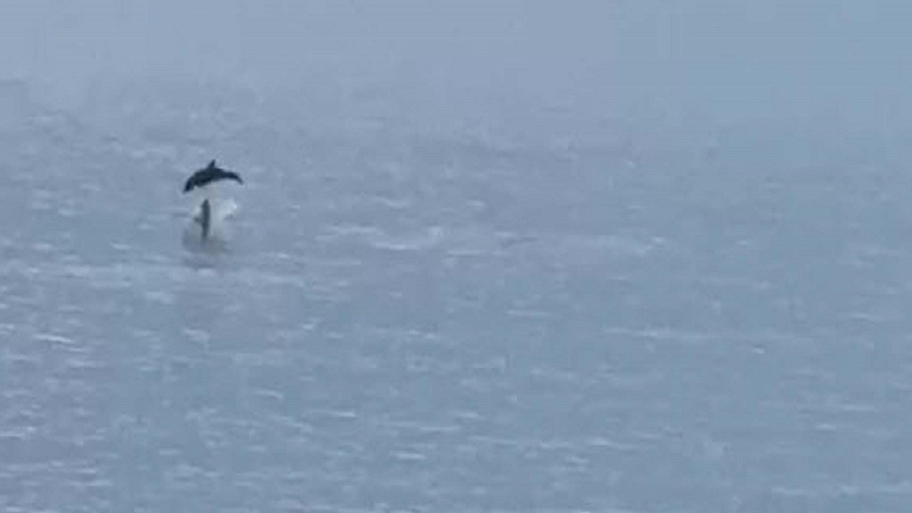 Yunusların nefes kesen gösterisi kamerada