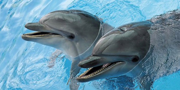 Yunuslarla rehabilitasyon yapılır mı?