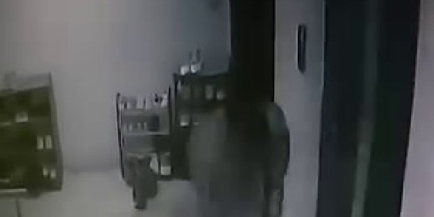 Yürek sızlatan görüntü! Kediye sopayla acımasızca vurdu