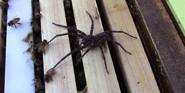 Yürek yemiş örümcek arı kovanına saldırdı! Ama...