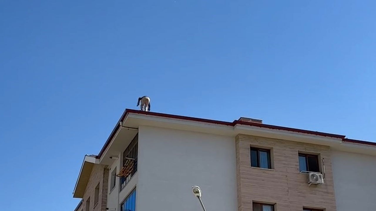 Yürekleri ağza getiren anlar! Canını böyle hiçe saydı