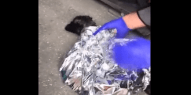 Yürekleri ısıtan görüntü!