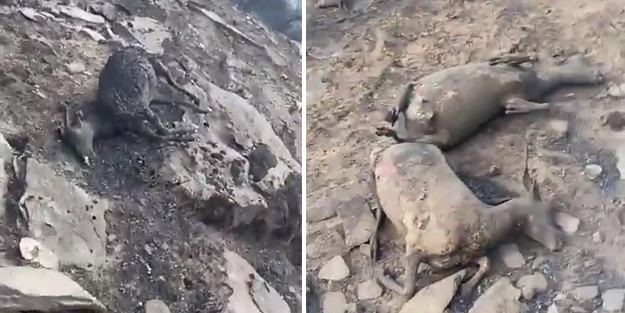 Yürekleri sızlatan görüntü! Yangının ortasında kalan hayvanlar yanarak telef oldu