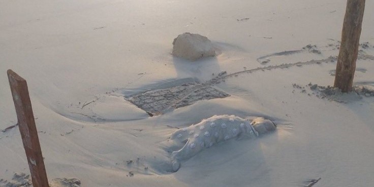 Yürekleri yakan görüntü! Çocuk cesetleri ünlü sahile vurdu