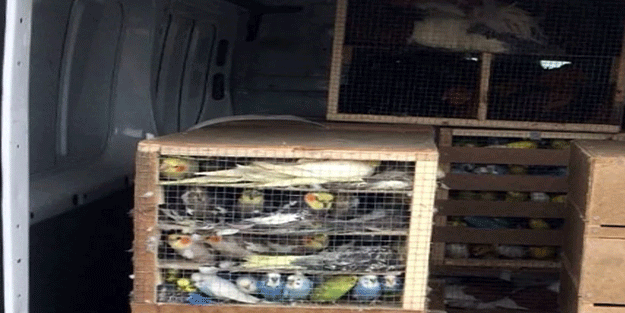 Yurt dışından kaçak olarak Türkiye'ye sokulmak istenen 371 evcil hayvan yakalandı!