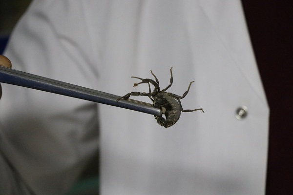 Yurt dışından talep yoğun! Bakın akrepleri neden yetiştiriyor