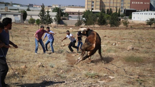 Yurt genelinde kaçan kurbanlıklar zor anlar yaşattı