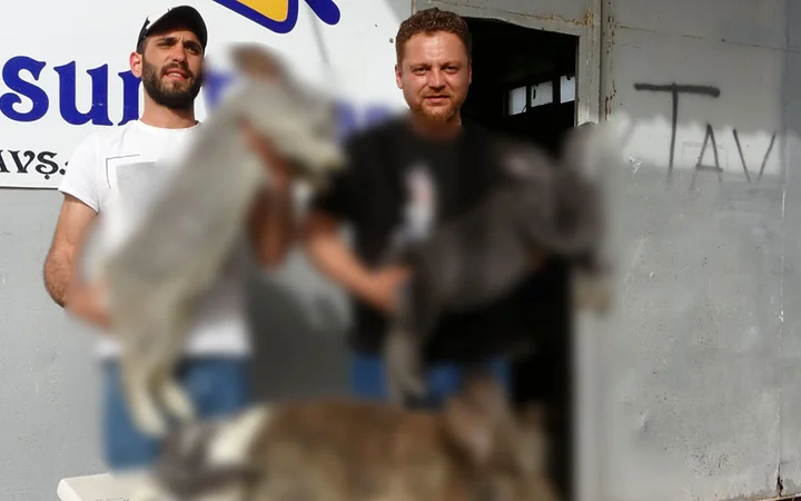 Yurtdışından getirtti, gören inanamıyor! Hepsi dev gibi