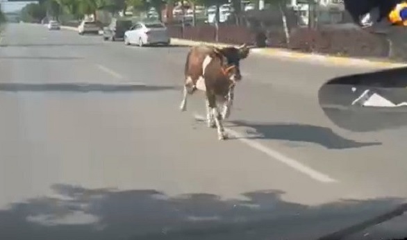 Yurttan bayram manzaraları! Kaçan kurbanlıklar böyle görüntülendi