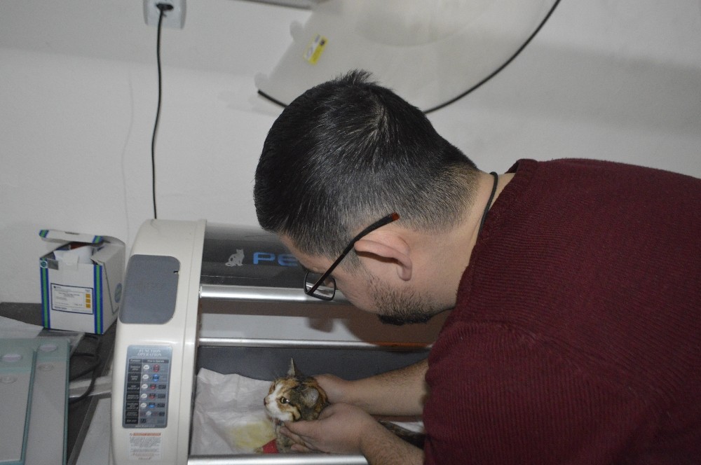 Yürüyemez haldeki kedi tedevi edildi 