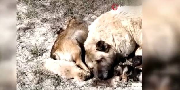 Bilecik'te yürek yakan manzara!