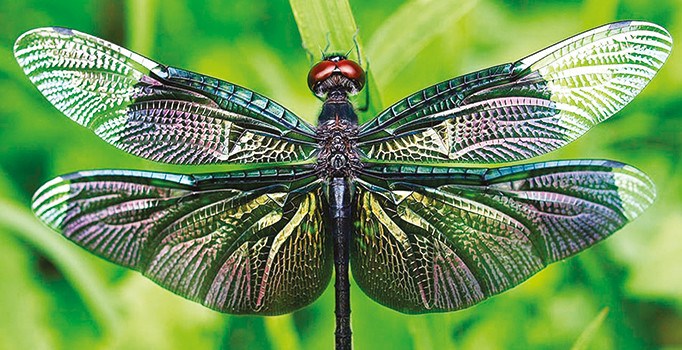 Yusufçuğun ölüm oyunu