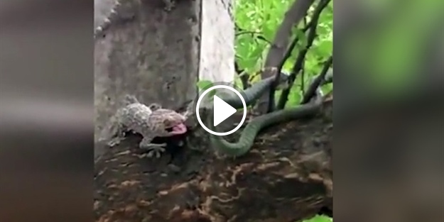 Yuttuğu kertenkelenin arkadaşları böyle yılandan intikam aldı!