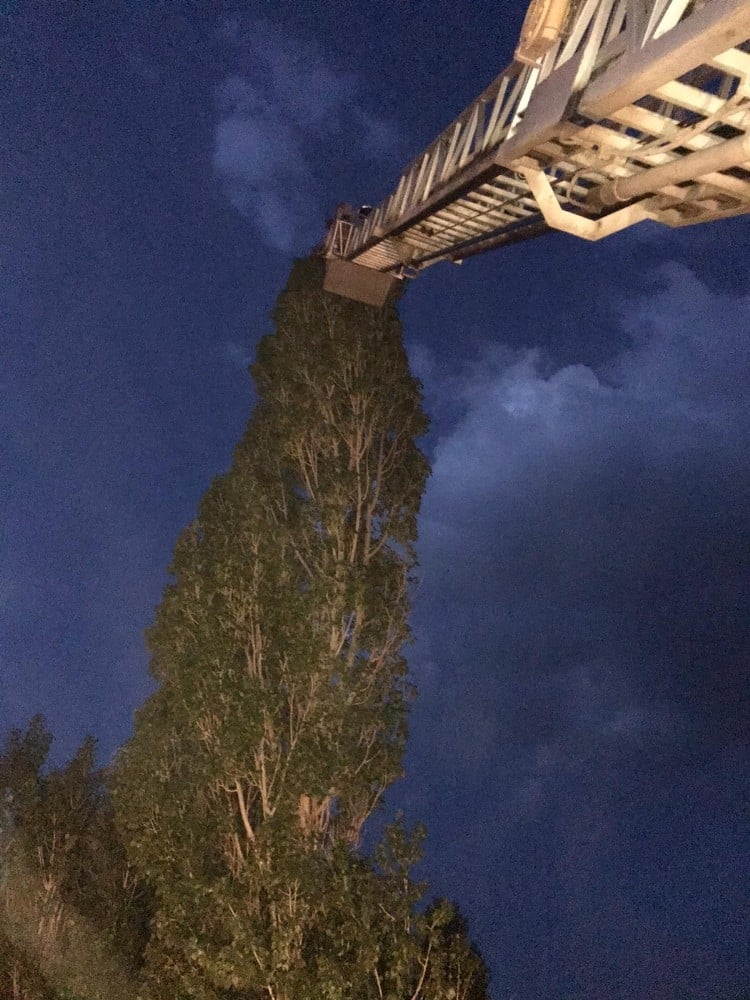 Yuvadan düşen yavru kuşa şefkat eli 