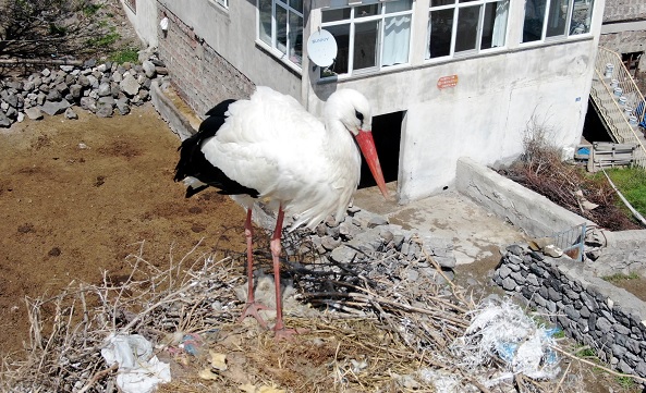 Yuvalarına yerleşen leylekler böyle görüntülendi