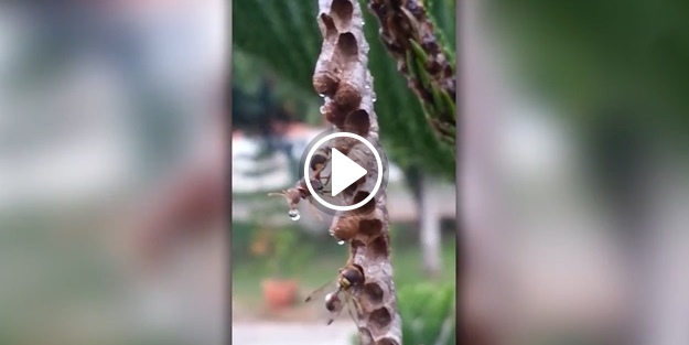 Yuvalarını sel basan yaban arılarının muhteşem mücadelesi